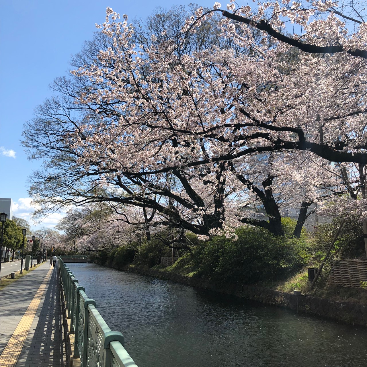 高崎城下の桜 古好屋 ブログ